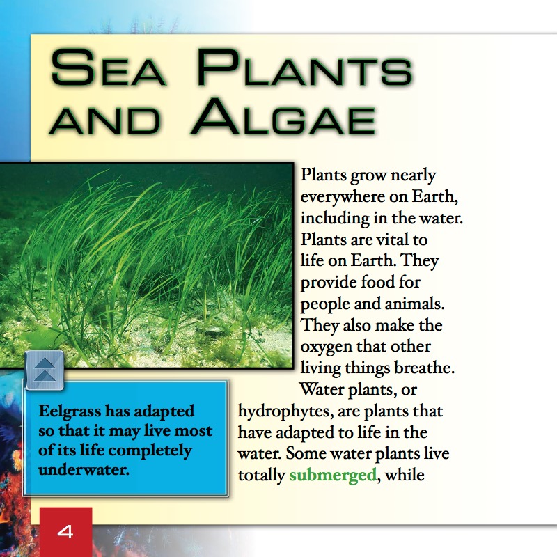 What Are Sea Plants and Algae? — page 1