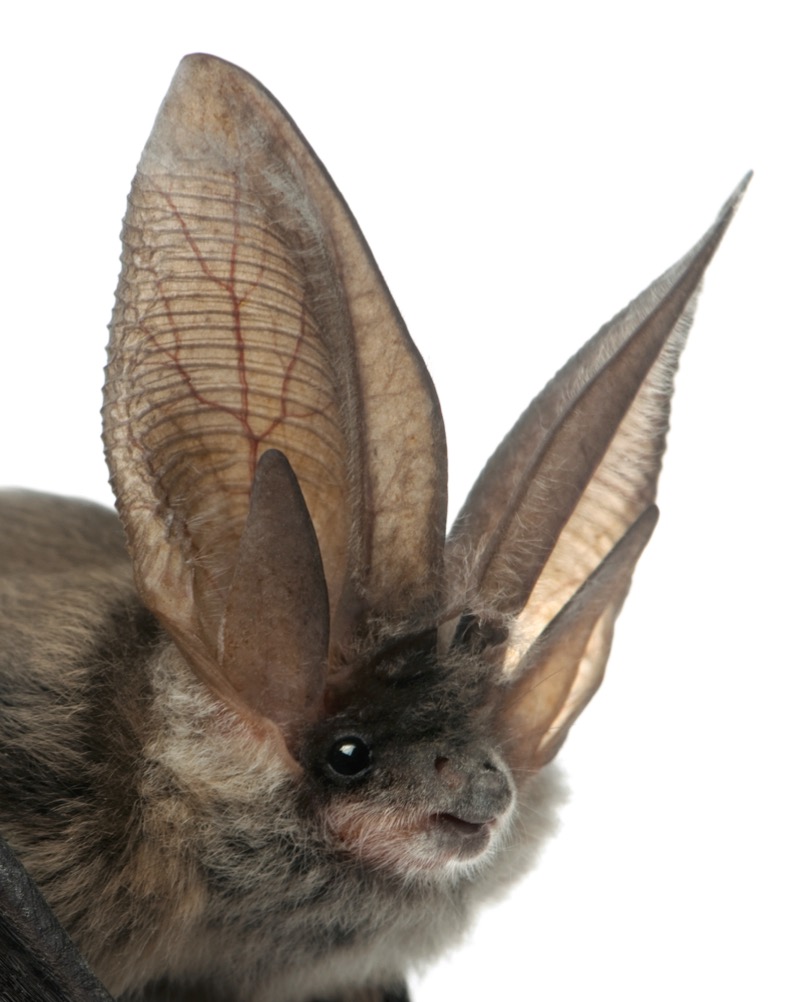 Bats book cover