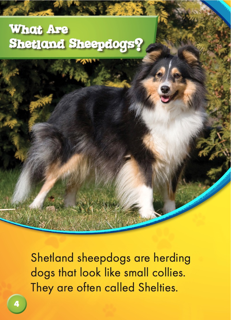 Awesome Dogs: Shetland Sheepdogs — page 1