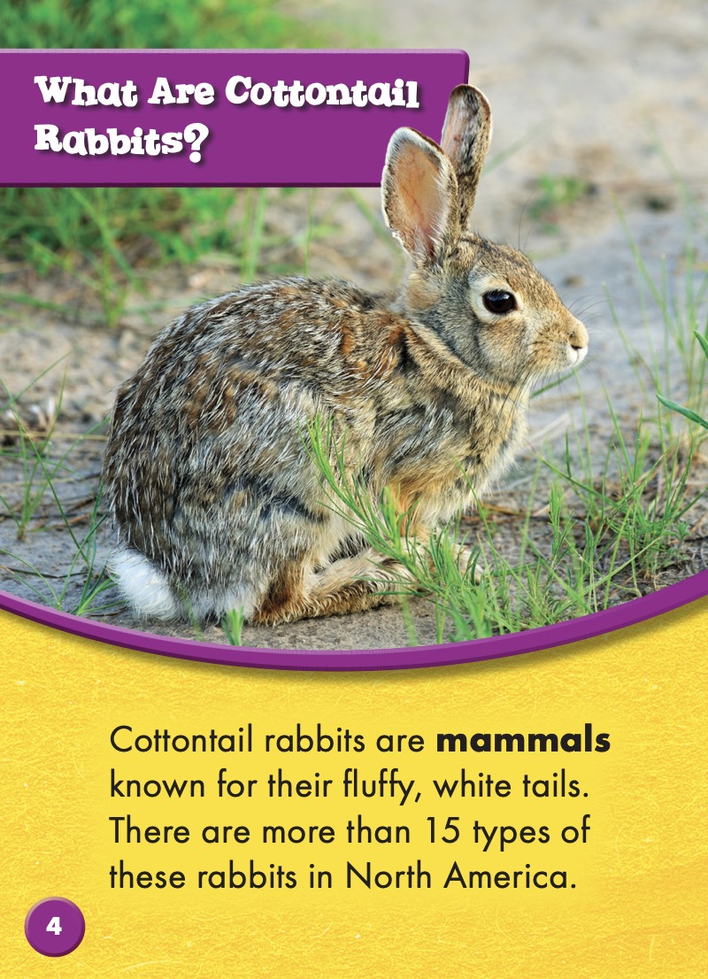North American Animals: Cottontail Rabbits — page 1