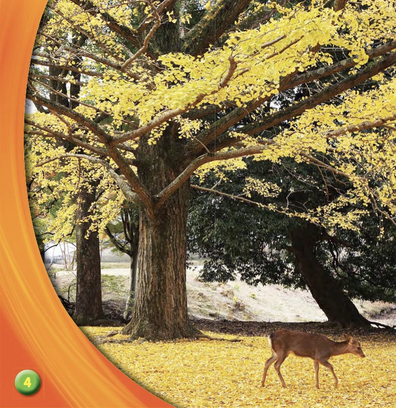 What Happens to Leaves in Fall? — page 1