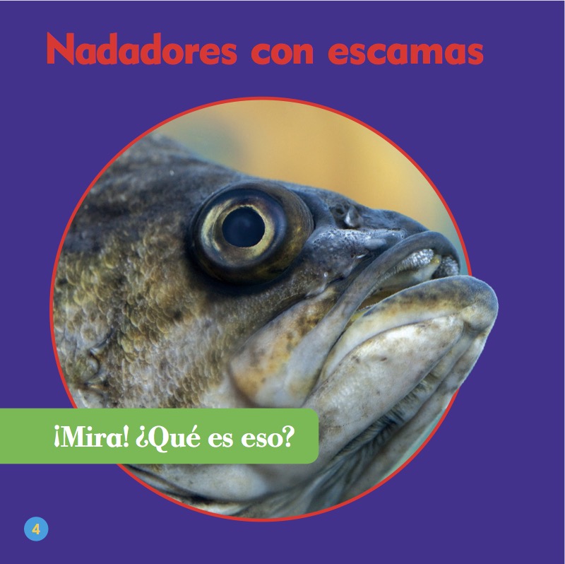 Clasificación Animal: Peces — page 1