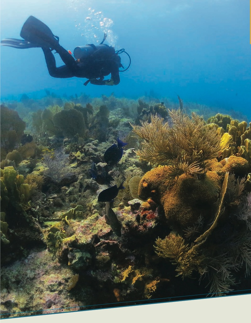 Coral Reef Ecosystems — page 1