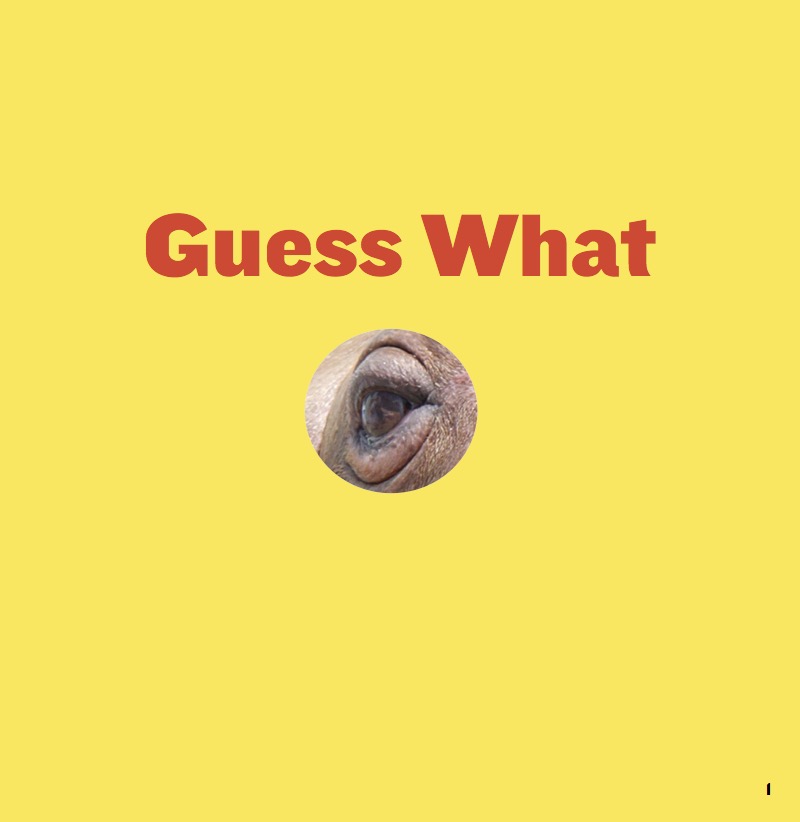 Big and Blubbery book cover
