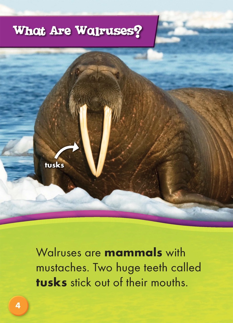 Walruses — page 1