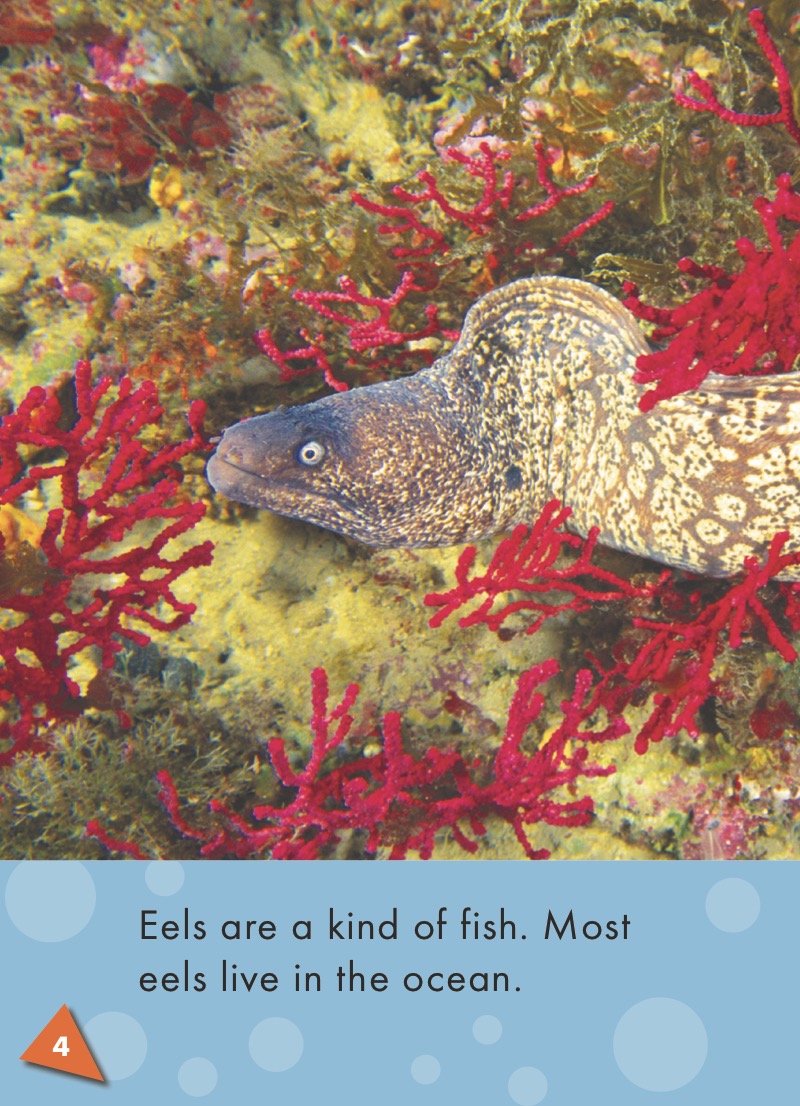 Eels — page 1
