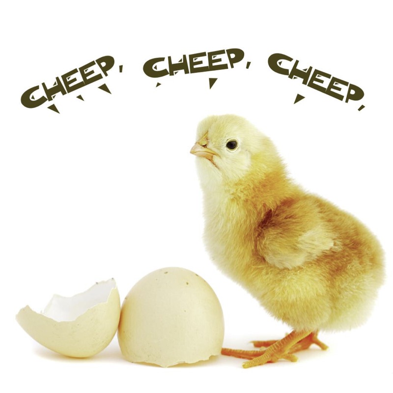 Tap, Tap, Tap… What's Hatching? book cover