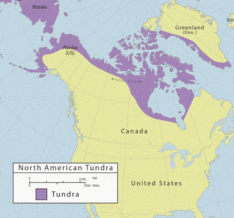 Tundra — page 1
