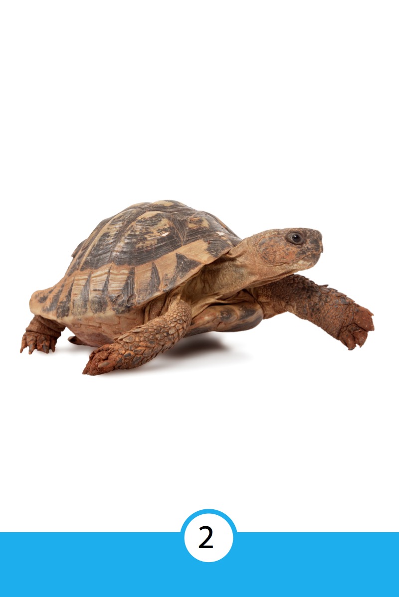 Discover Turtles & Tortoises — page 1