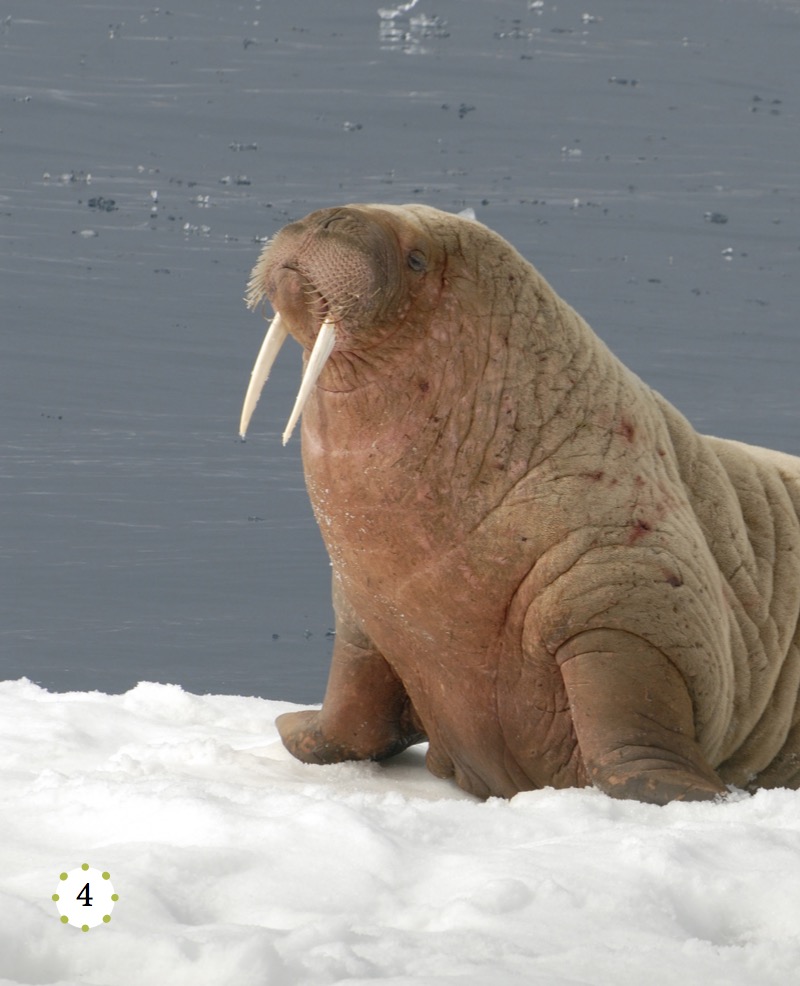 My Favorite Animal: Walrus — page 1