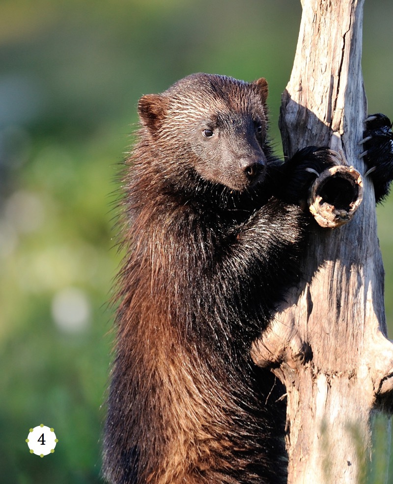 My Favorite Animal: Wolverines — page 1