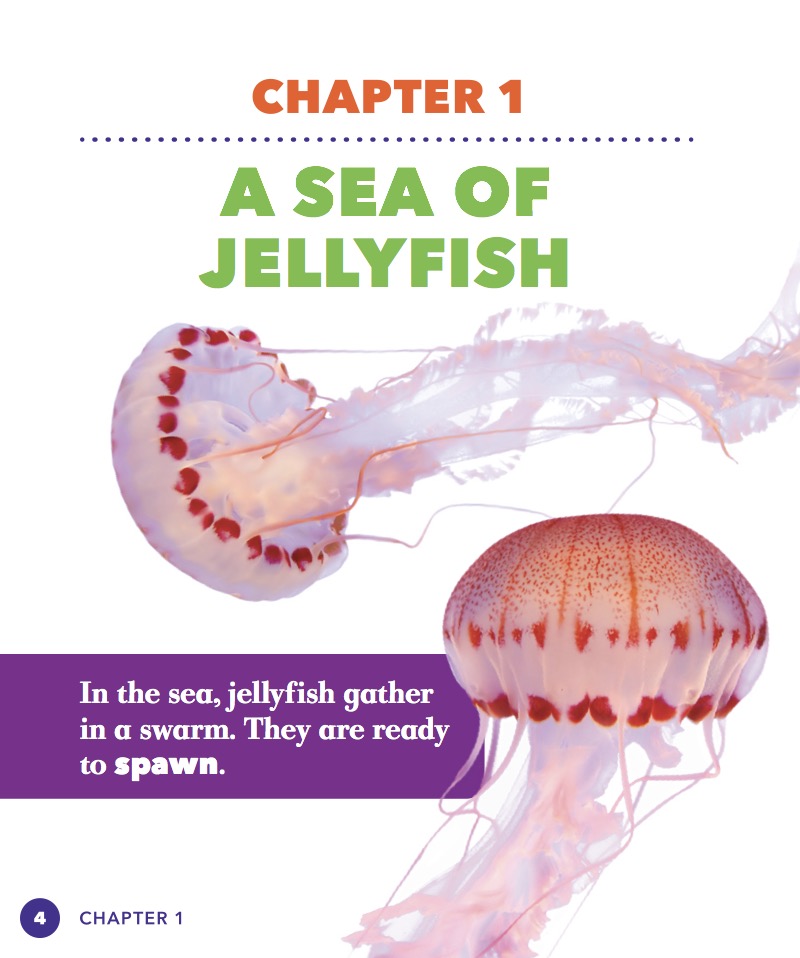 Life Cycle of a Jellyfish — page 1
