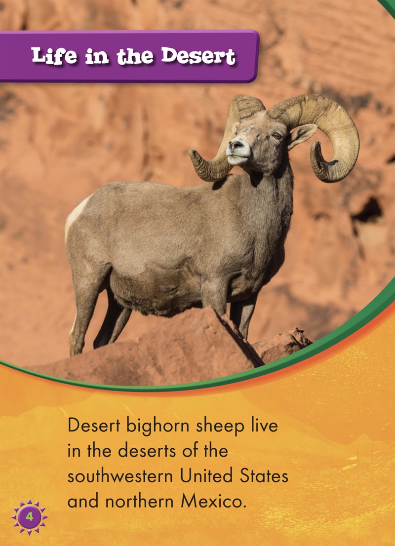 Bighorn Sheep — page 1