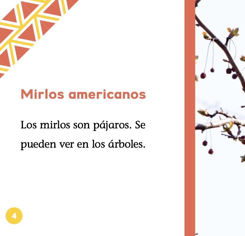 Mirlos americanos — page 1