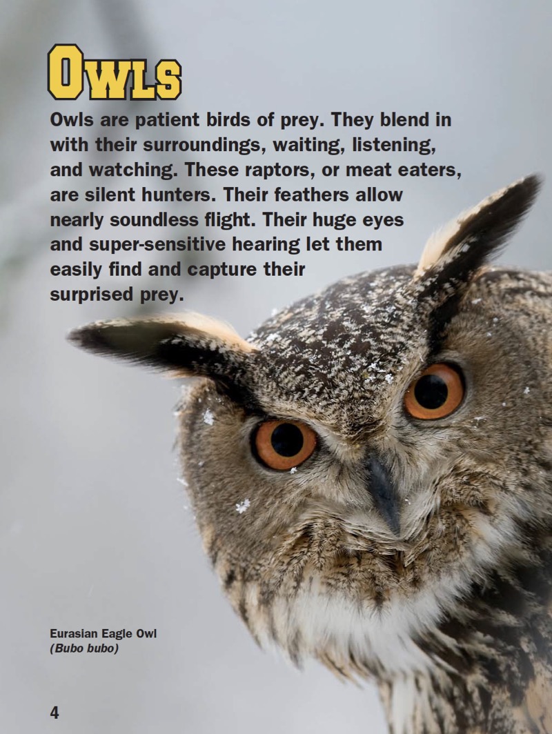 Owls — page 1
