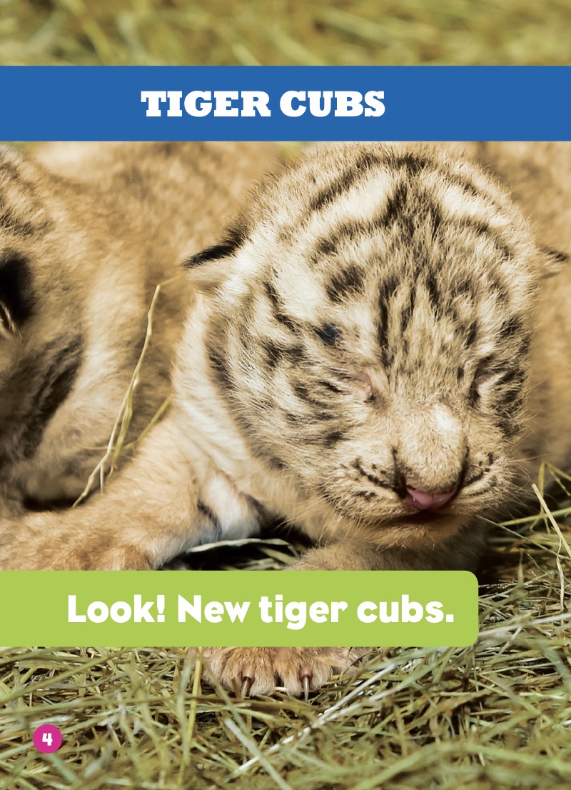 Tiger Cubs — page 1