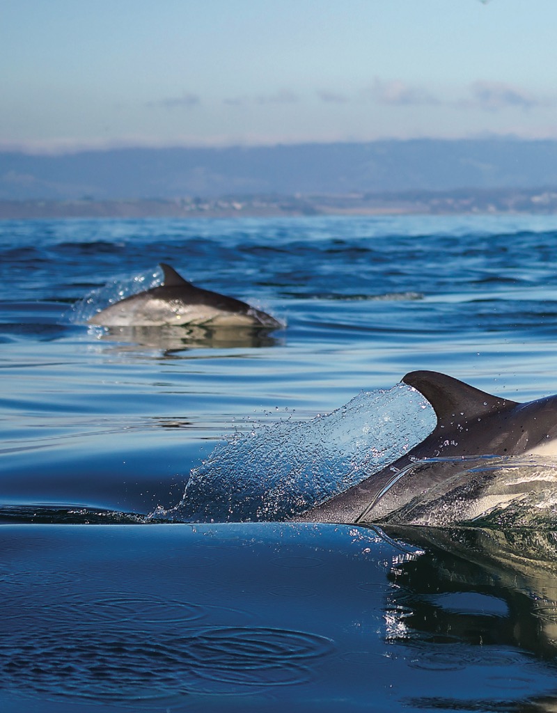 Absolute Expert: Dolphins — page 1