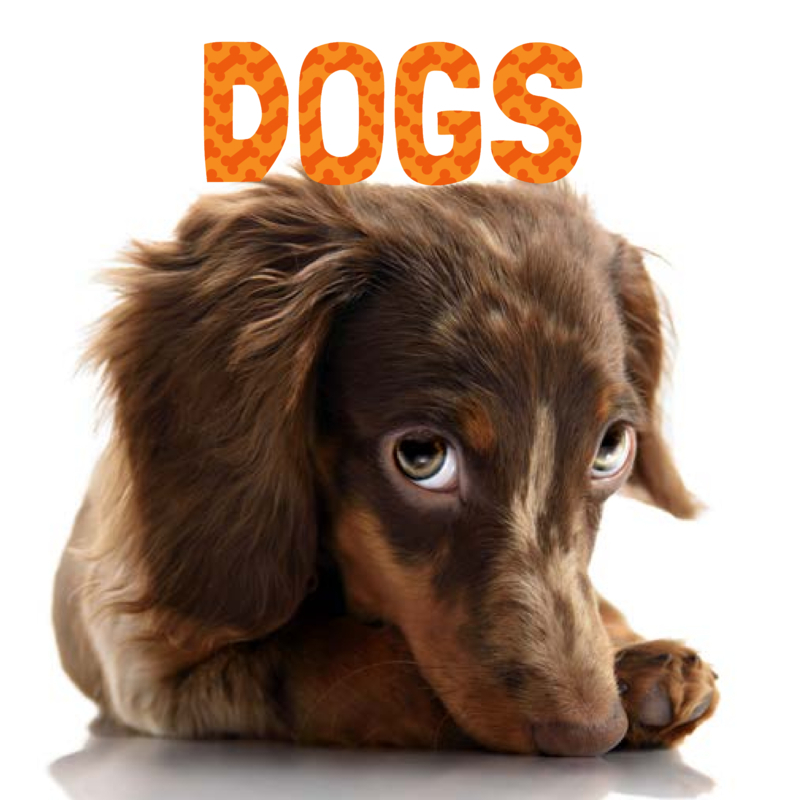Dogs book cover