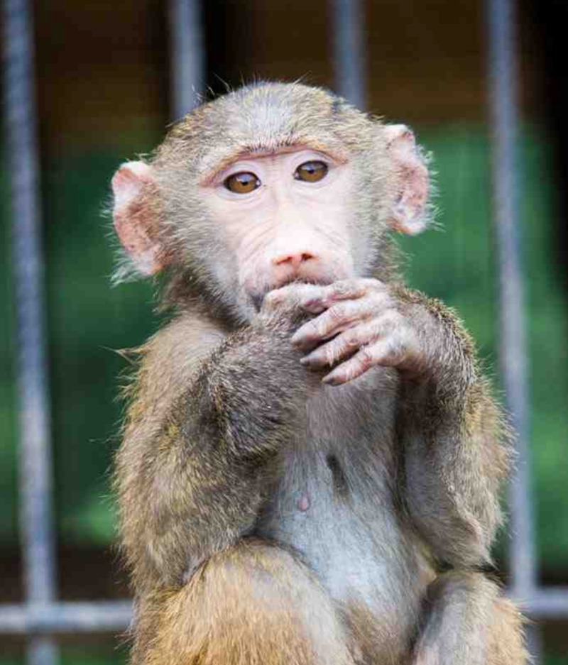 My Favorite Animal: Baboons — page 1