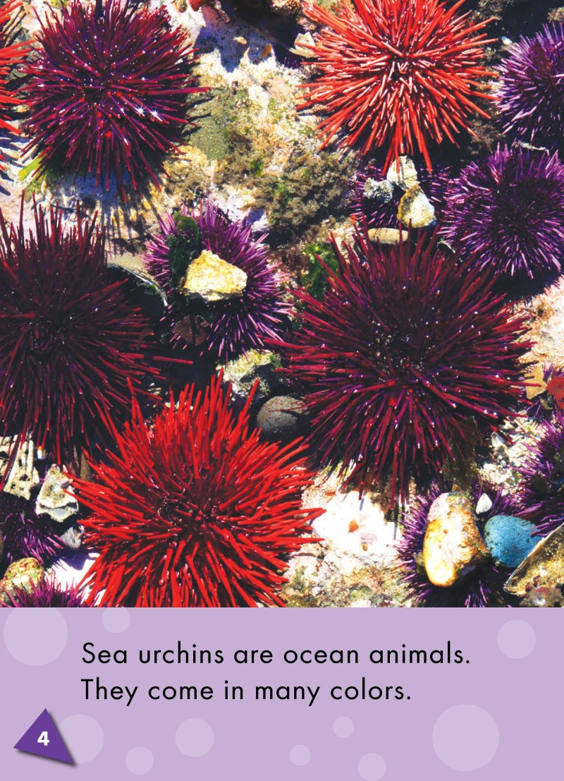 Sea Urchins: Oceans Alive — page 1