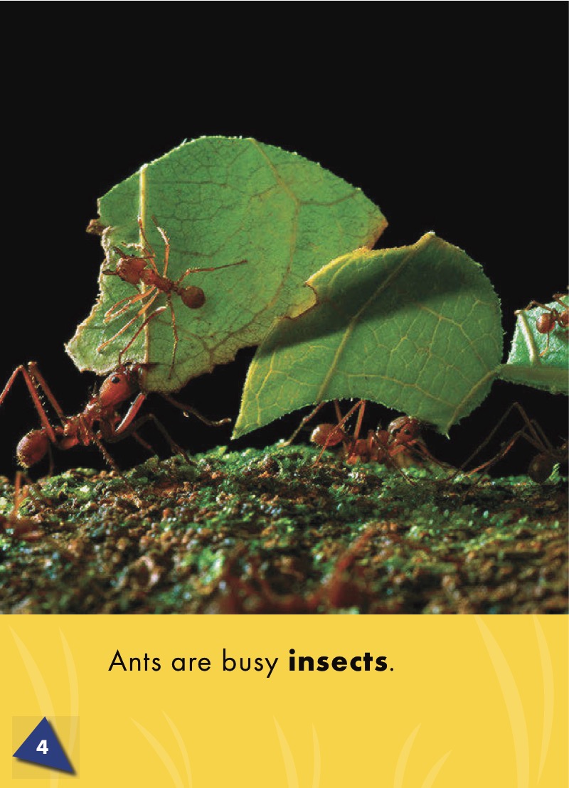 World of Insects: Ants — page 1