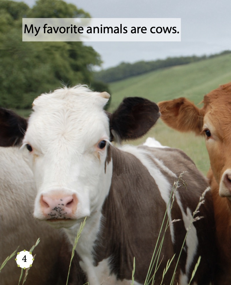 My Favorite Animal: Cows — page 1