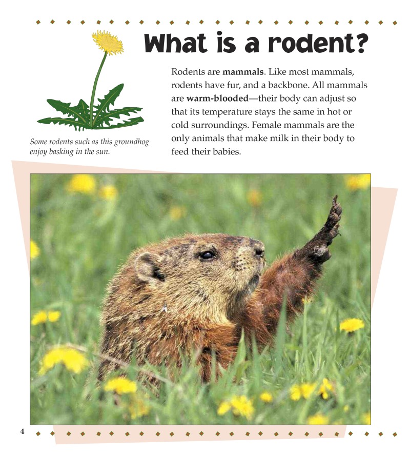 What is a Rodent? — page 1