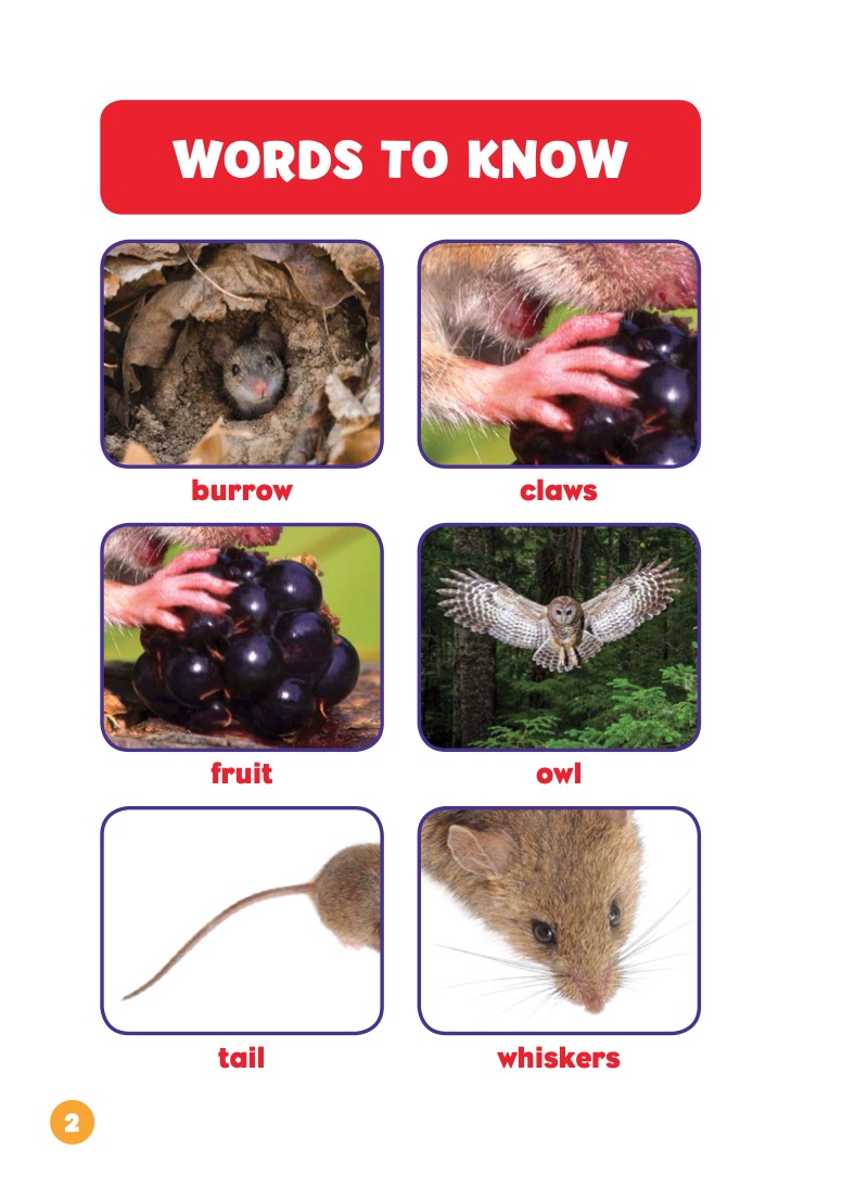 Backyard Animals: Mice — page 1