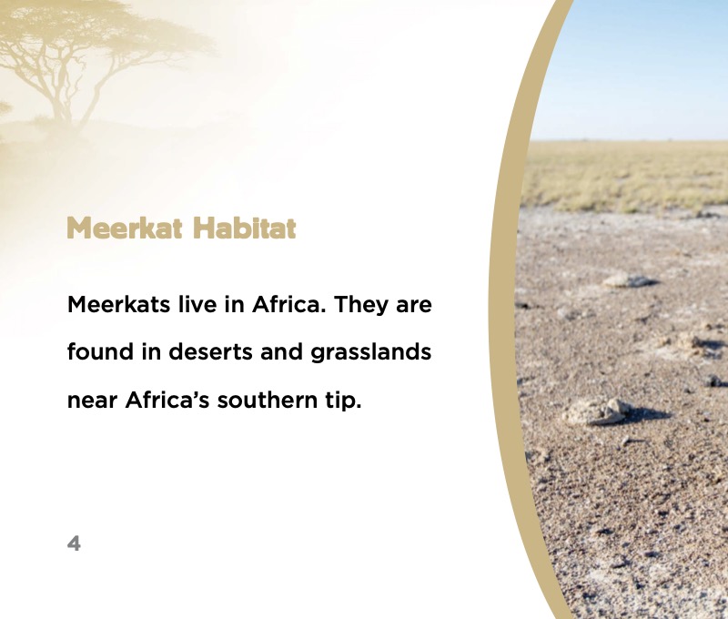 Meerkat — page 1