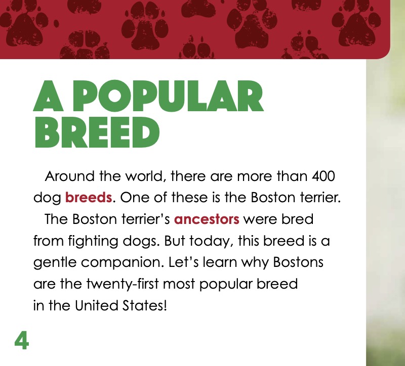 Boston Terriers — page 1