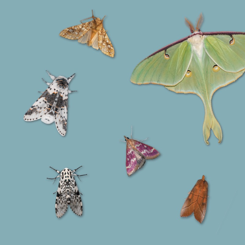 You're Invited to a Moth Ball, A Nighttime Insect Celebration — page 1