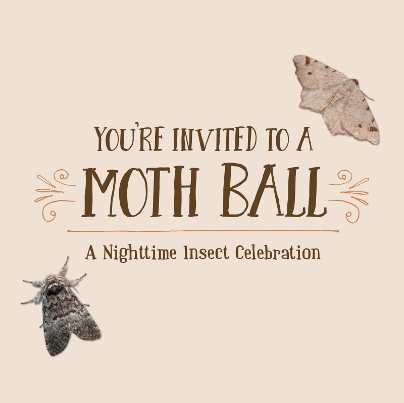 You're Invited to a Moth Ball, A Nighttime Insect Celebration book cover