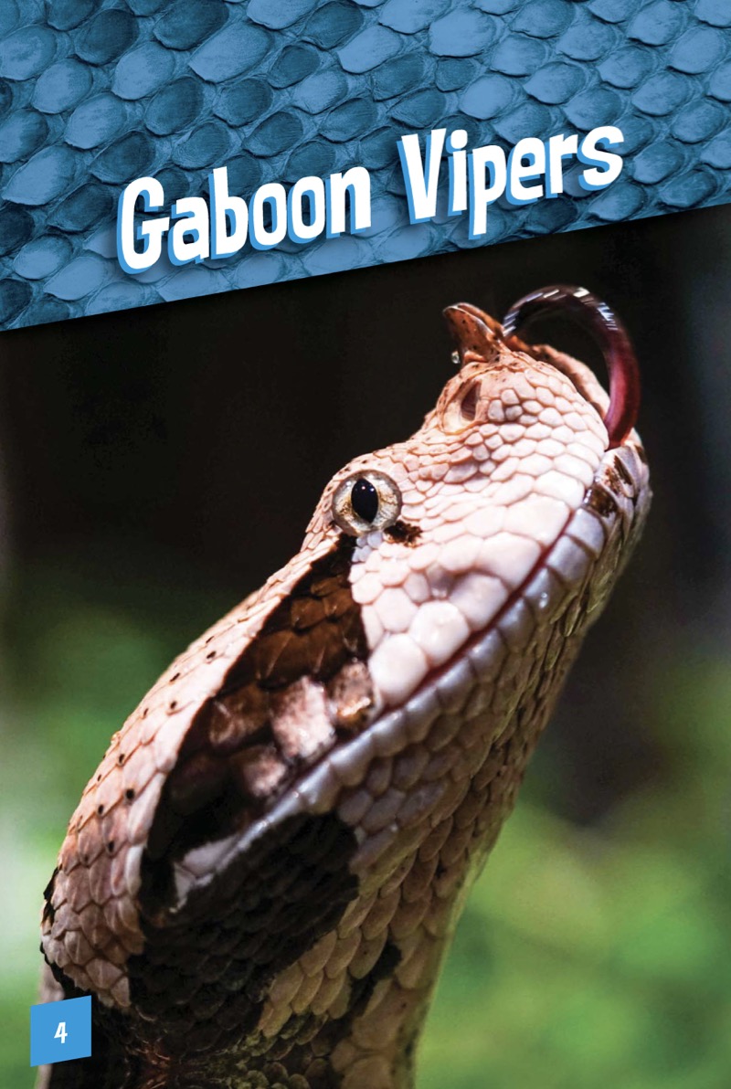 Gaboon Vipers — page 1