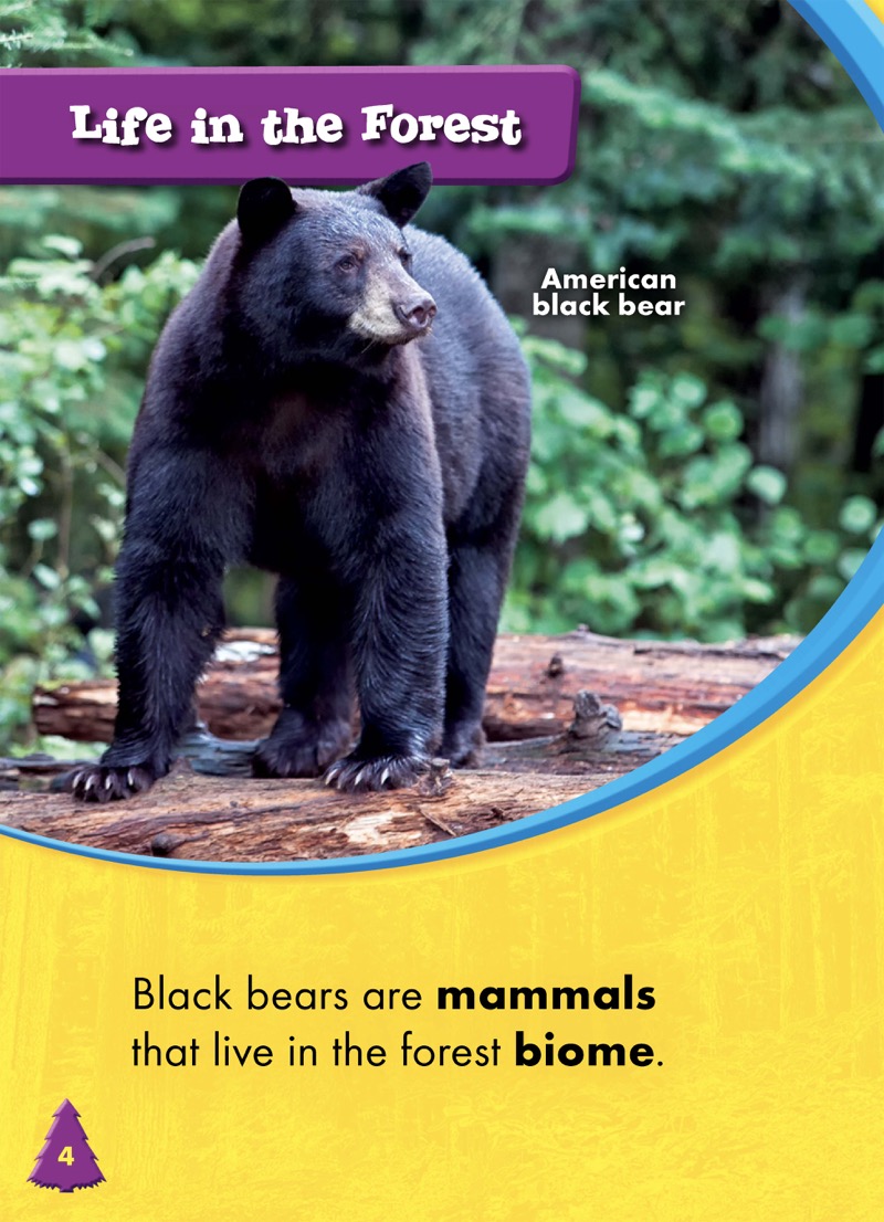 Animals of the Forest: Black Bears — page 1