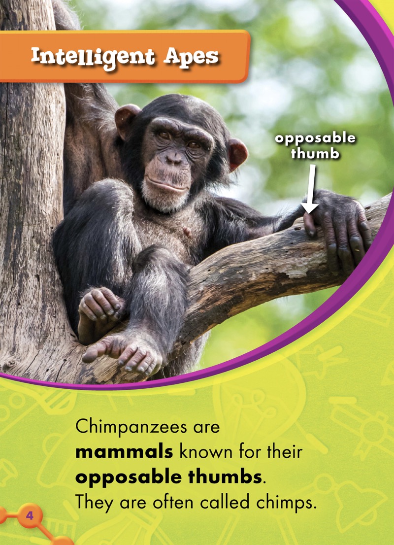 The World's Smartest Animals: Chimpanzees — page 1