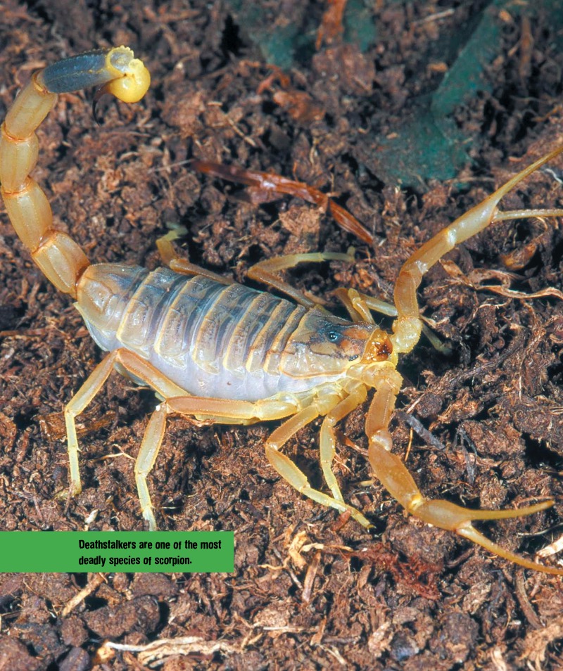 Toxic Creatures: The Deathstalker Scorpion — page 1