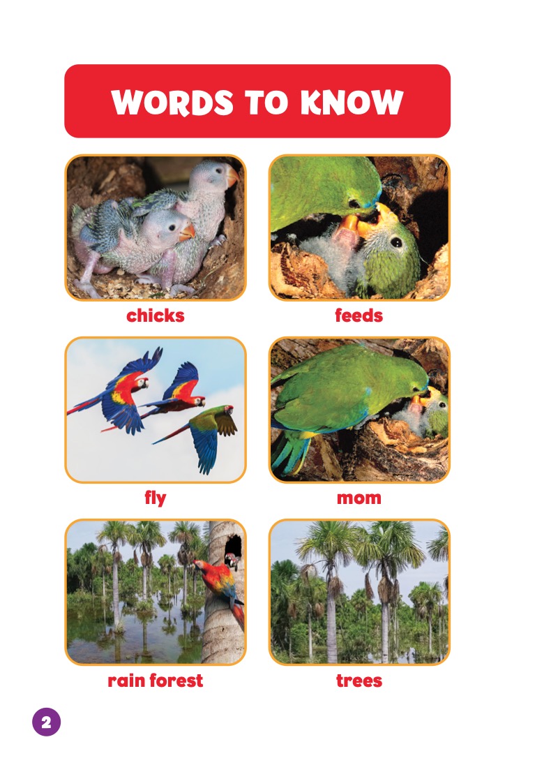 Rain Forest Babies: Parrot Chicks — page 1