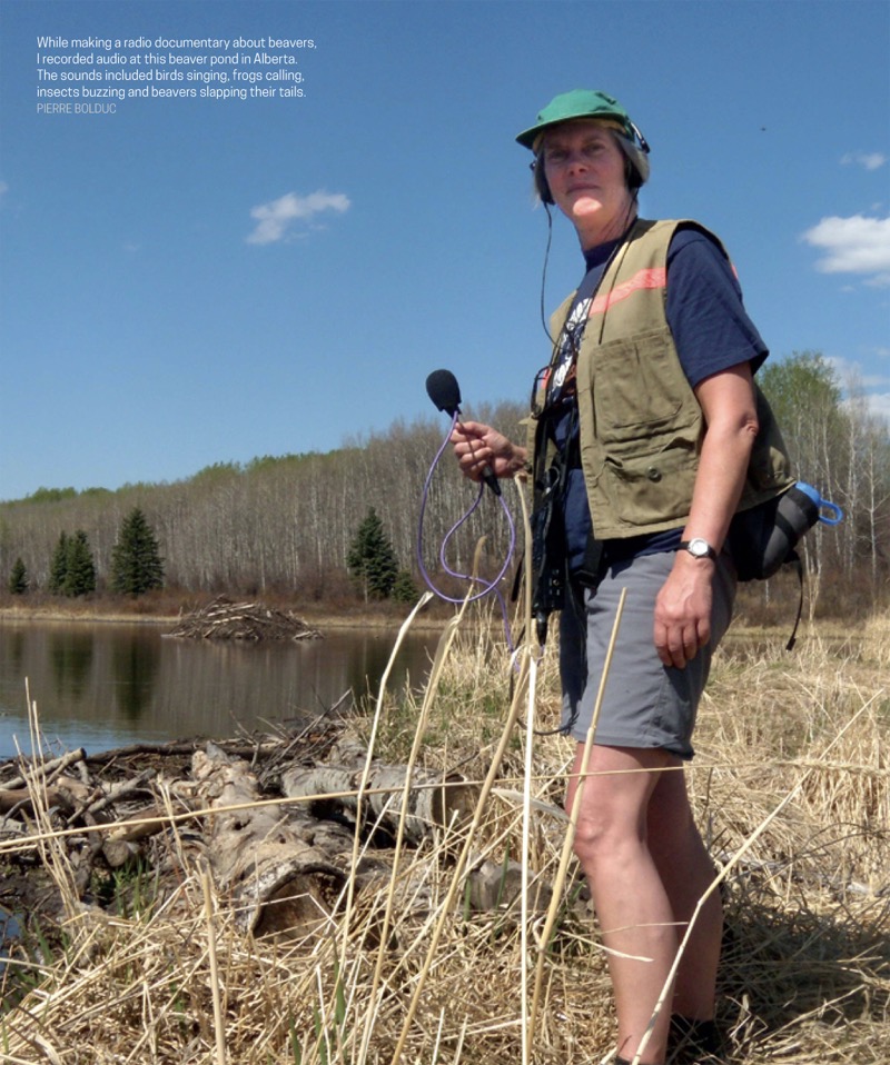 Beavers: Radical Rodents and Ecosystem Engineers — page 1