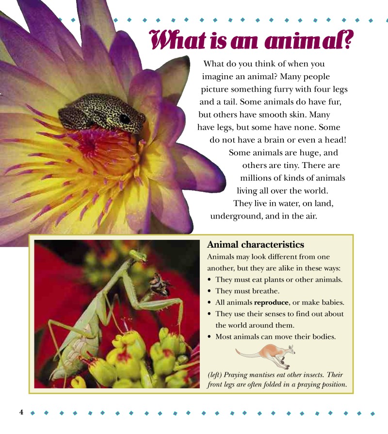 What is the Animal Kingdom? — page 1