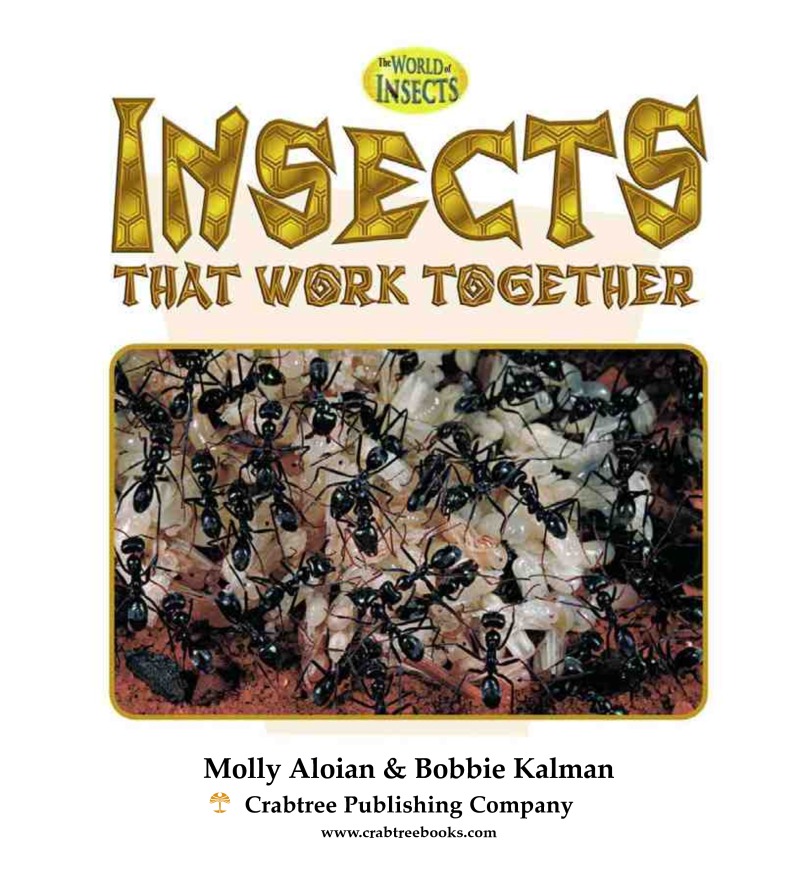 Insects that Work Together book cover