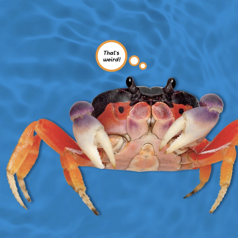 National Geographic Weird But True: Ocean — page 1