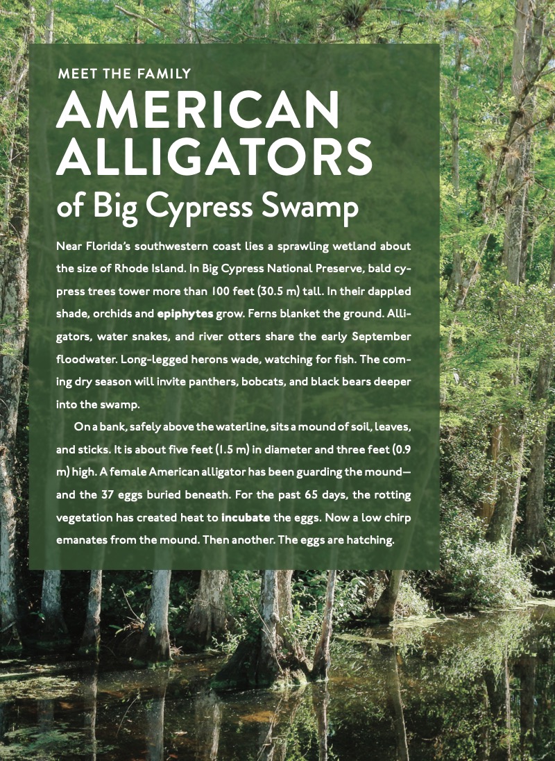 Spotlight on Nature: Alligator — page 1