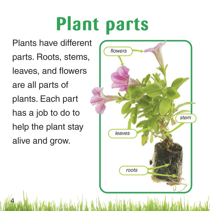 What Are Flowers? — page 1
