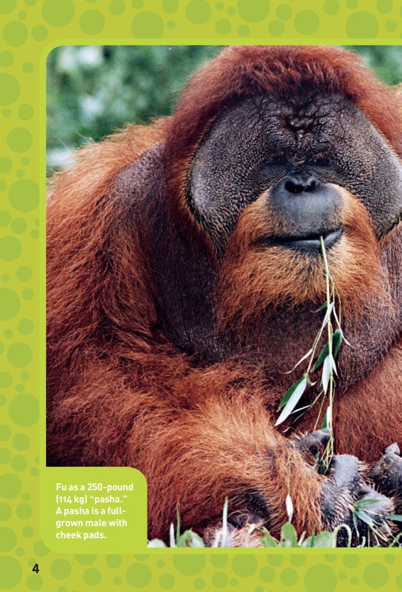 National Geographic Kids Chapters: Ape Escapes — page 1
