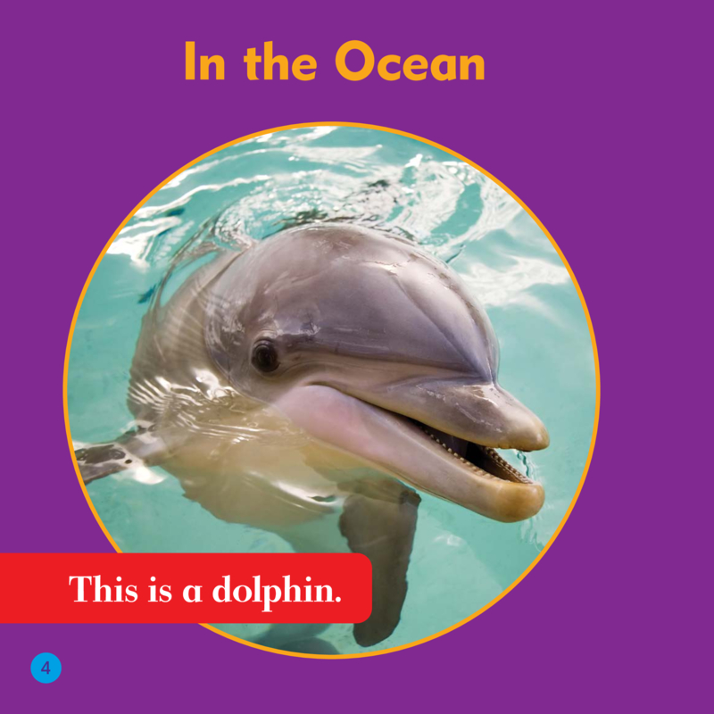 Spot the Differences: Dolphin or Porpoise? — page 1