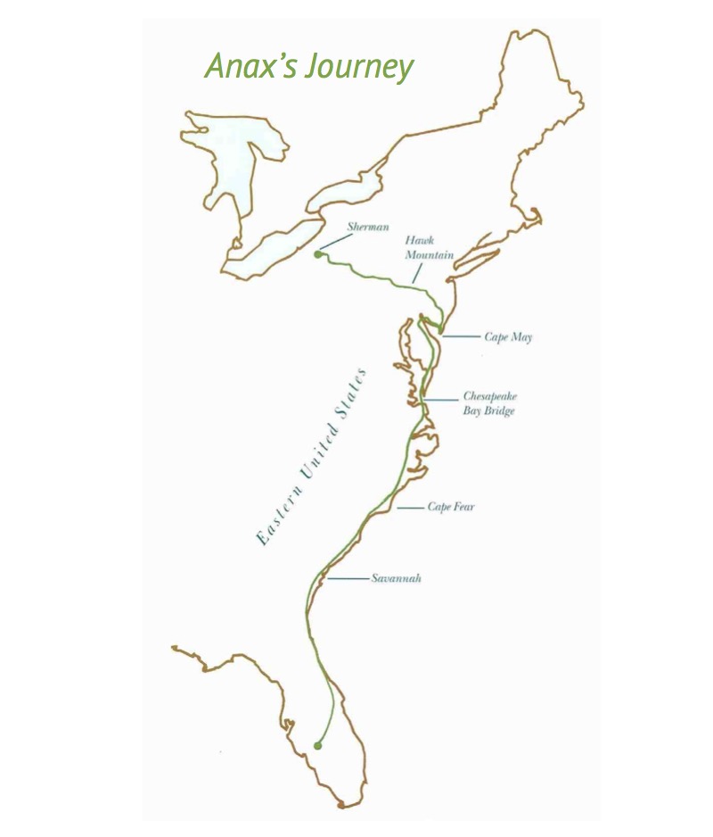 A Dragon in the Sky: The Story of a Green Darner Dragonfly — page 1