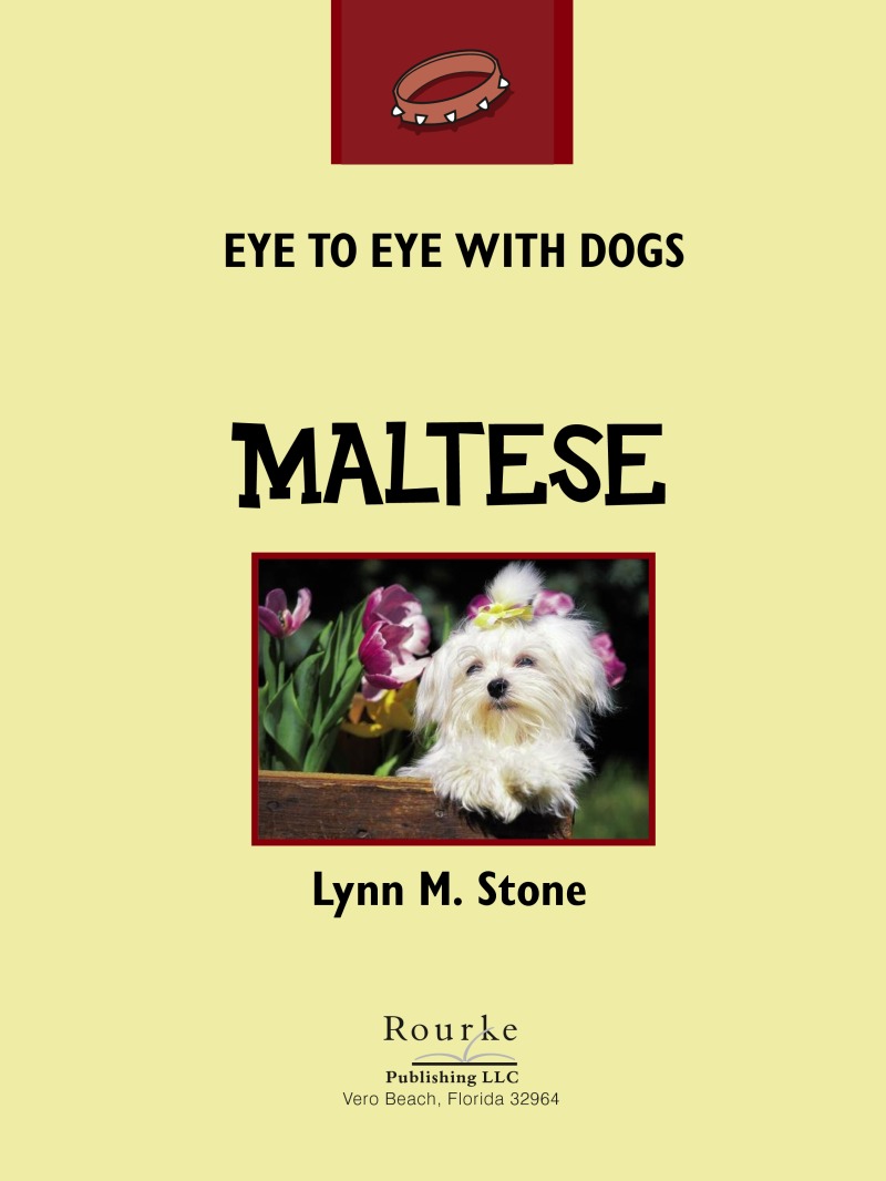 Eye To Eye With Dogs: Maltese book cover