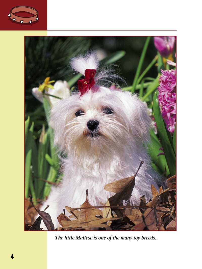 Eye To Eye With Dogs: Maltese — page 1