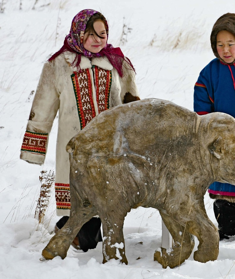 Baby Mammoth Mummy: Frozen in Time — page 1