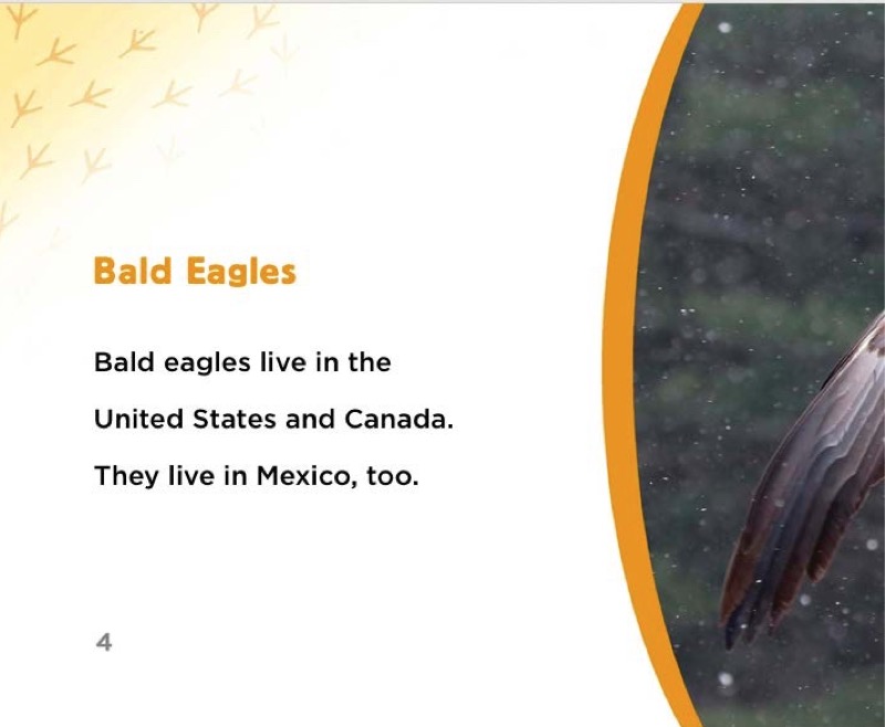 Bald Eagles — page 1